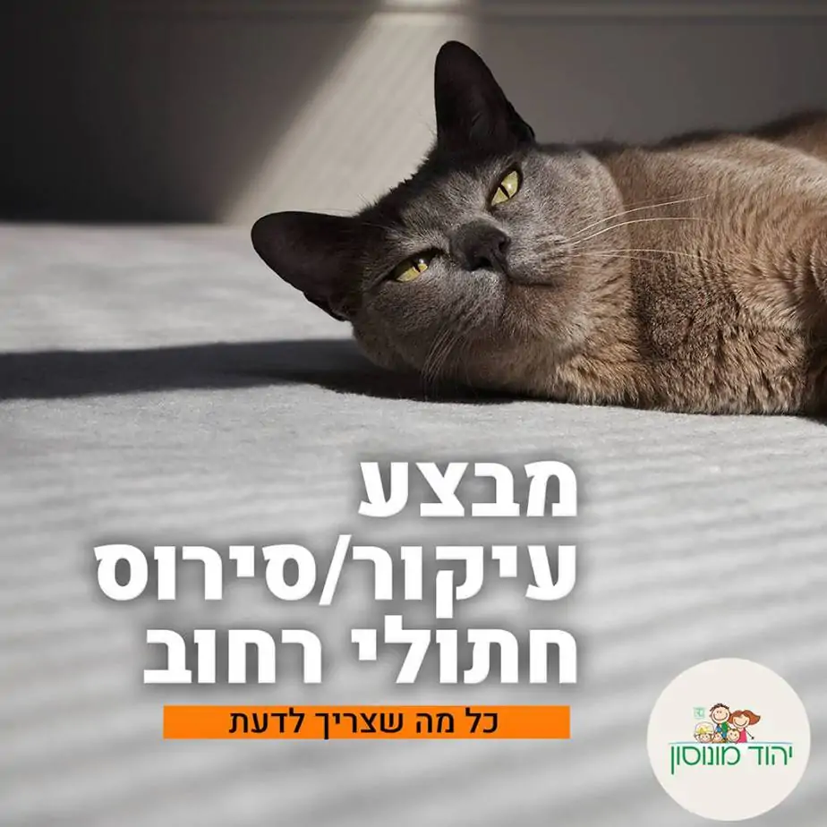 סירוס חתולים ביהוד