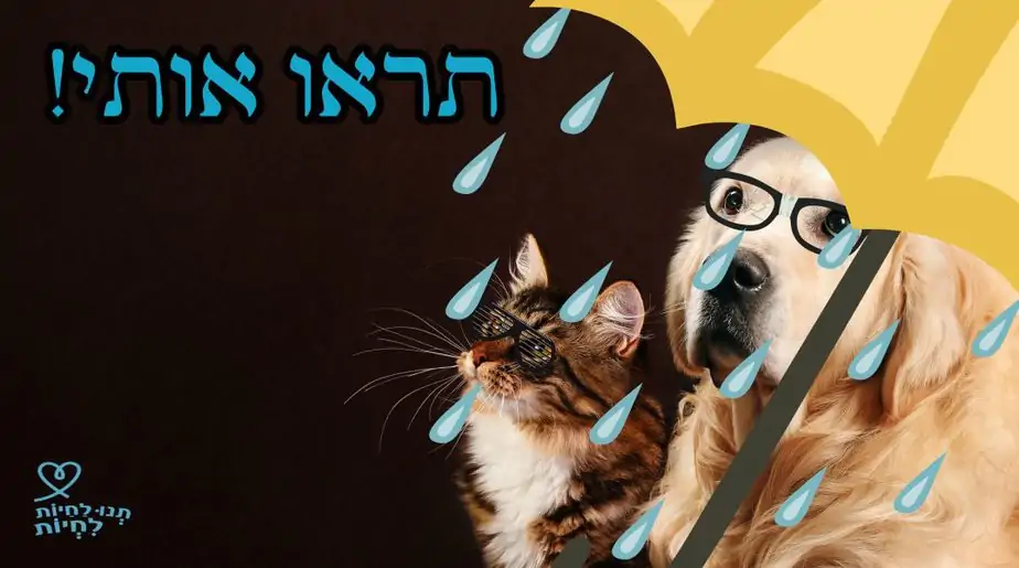 אימוץ כלבים