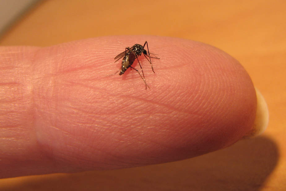 יתוש הטיגריס האסייתי- עידו שקדי