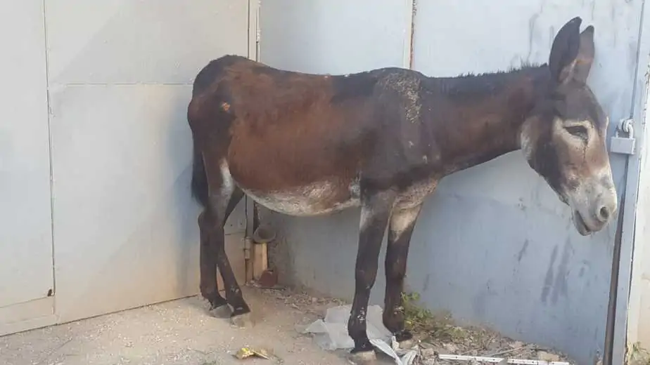 האתון שנמצאה