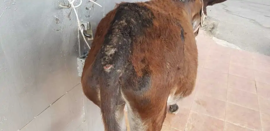האתון שנמצאה