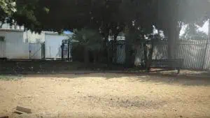 גינה באיילת השחר