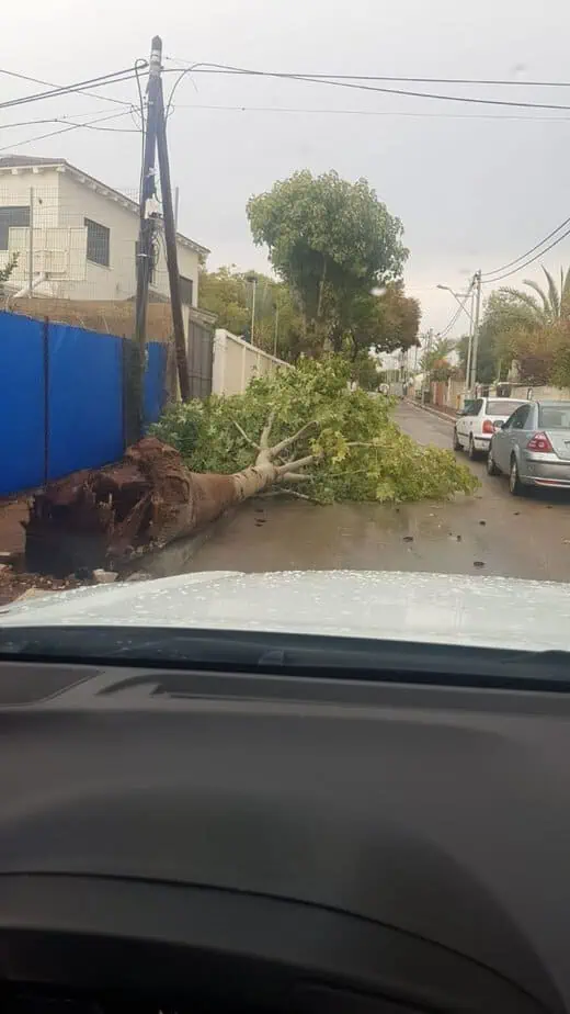 העץ שקרס