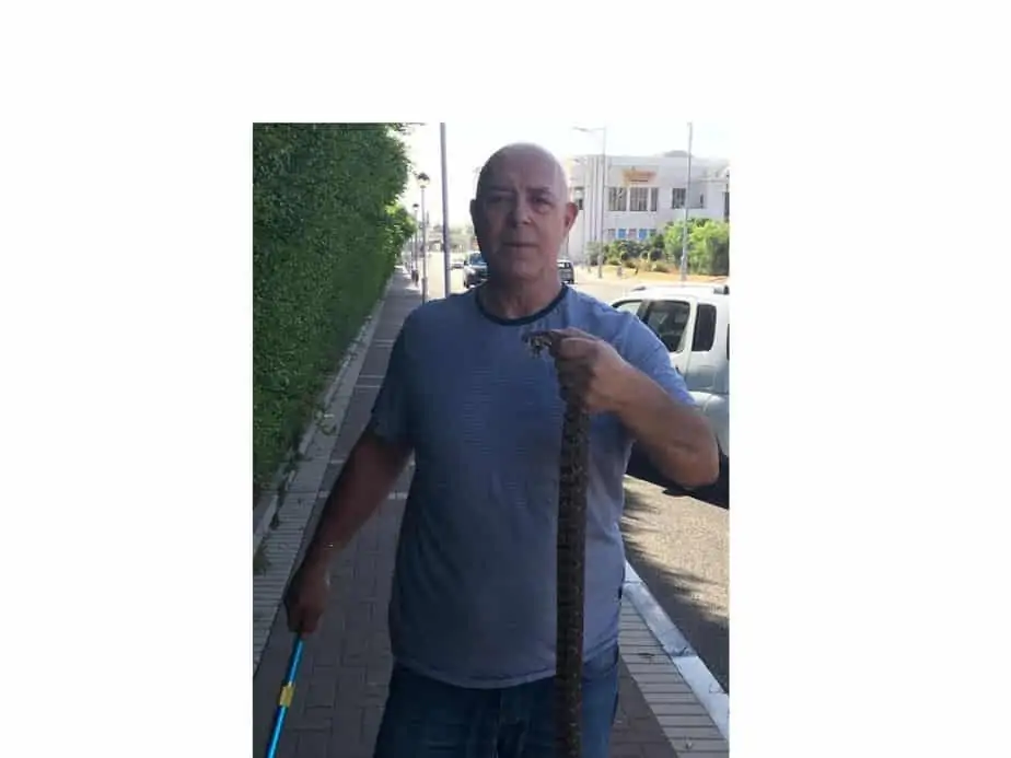 לוכד הנחשים אלי כהן ונחש הצפע שלכד באור יהודה. קרדיט צילום אלי כהן