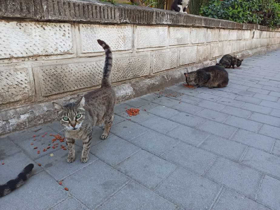 האכלת חתולים צילום נטלי פורטי