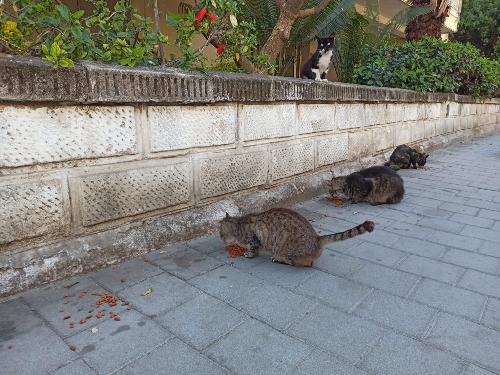 האכלת חתולים צילום נטלי פורטי