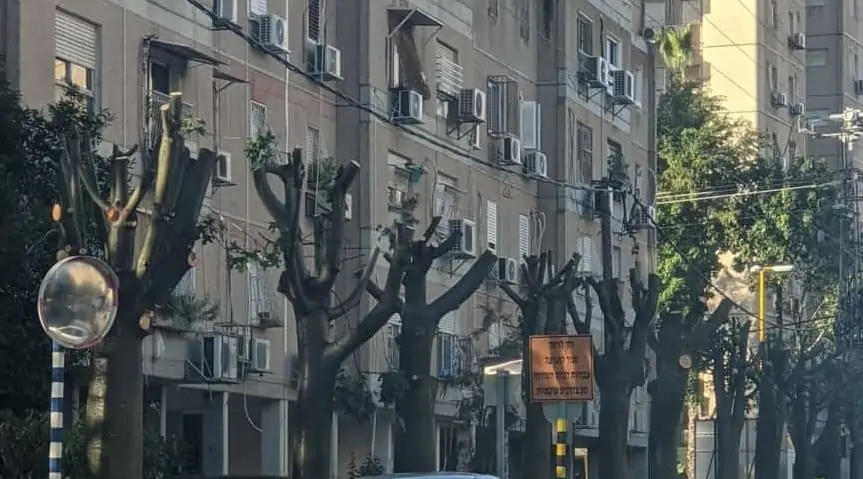 עצים רחוב הרמה גני תקווה צילום פרטי