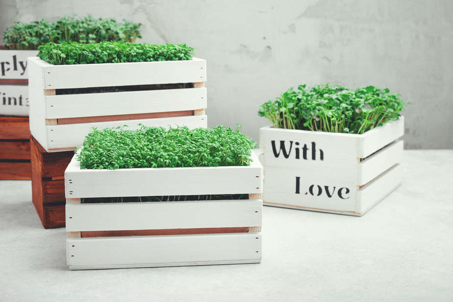 בסט לינקס freepik microgreens-white-wooden-boxes-concept-home-gardening-growing-greenery-indoors (1)