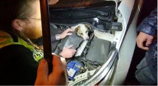 חילוץ הכלב שנתקע מתחת למכסה המנוע. צילום: עמותת ידידים