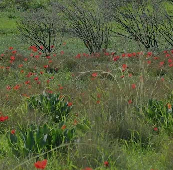 שביל האור-קרדיט צילום רשות מקרקעי ישראל