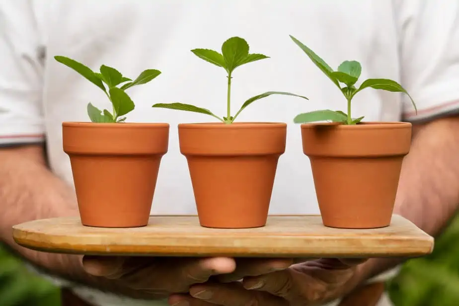 מגה לינקס צילום:freepikplant-pot-with-spout-planted
