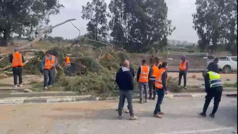 עץ קרס ופגע ברכב נוסע בקריית אונו. צילום: תיעוד מבצעי דוברות מד"א