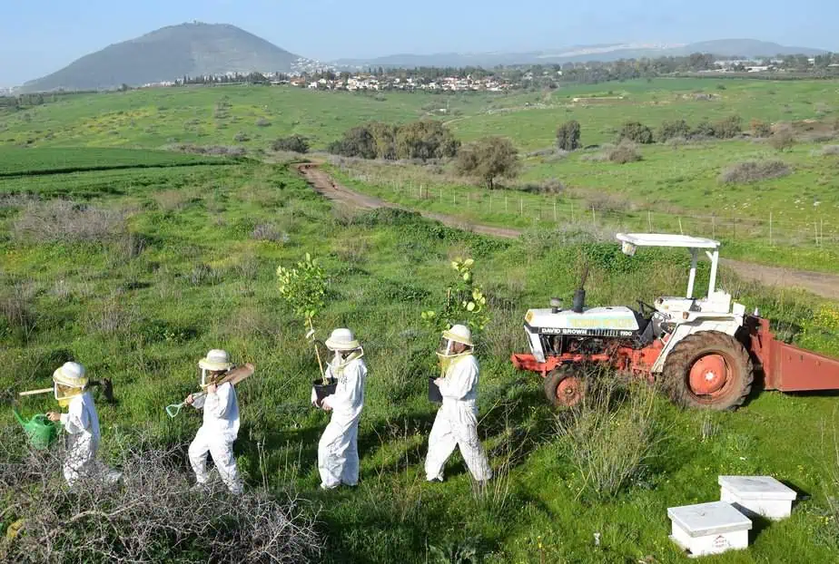 תקשורות 3. דבוראים נוטעים עצים צופניים צילום- דבורת התבור