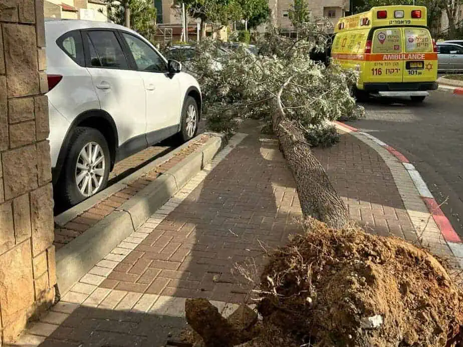 עץ קרס באור יהודה. צילום: תיעוד מבצעי מד"א
