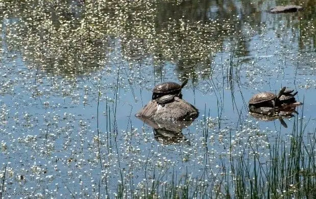 ריחאניה, גליל עליון. צילום: אורטל צבר