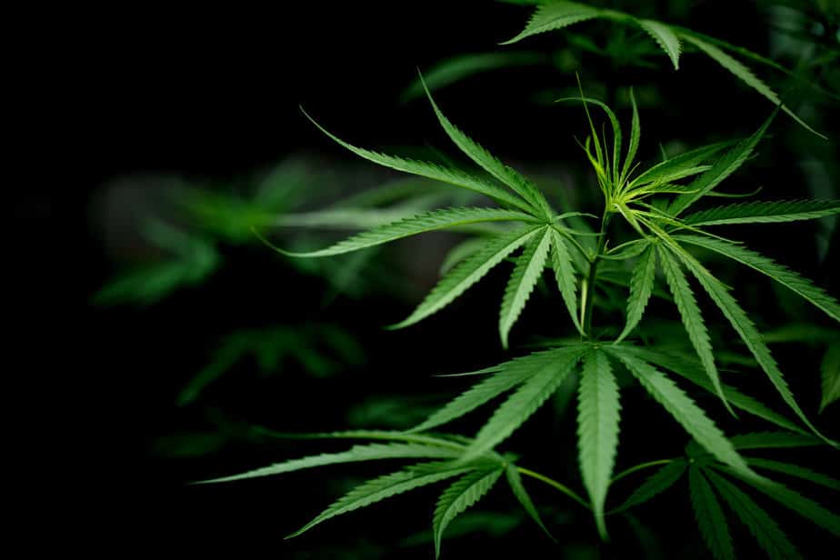 בסט לינקס צילום: freepik cannabis-marijuana-leaf-closeup (2)