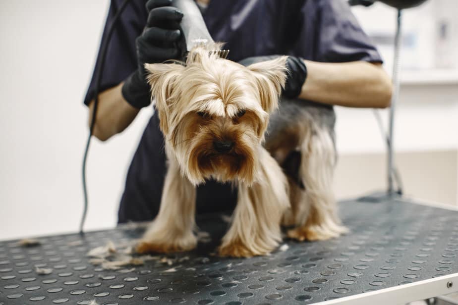 בייי פוסט חזיזה צילום freepikshaving-process-small-dog-sits-table-dog-shaved-by-professional