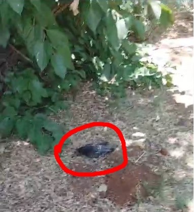 פגרים רבים של יונים שנמצאו ליד ביתה בחורשה ברחוב מוהליבר ביהוד. צילום: נועם אהרון