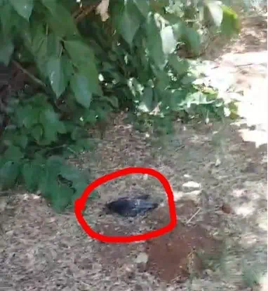 פגרים רבים של יונים שנמצאו ליד ביתה בחורשה ברחוב מוהליבר ביהוד. צילום: נועם אהרון
