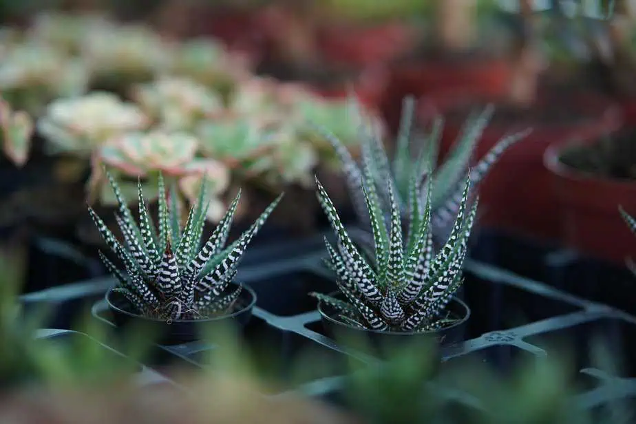 משתלת קקטוס סביון. צילום באדיבות המקום