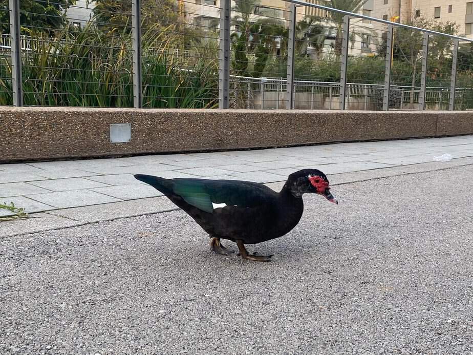 הברווזים בטיילת בגני תקווה נעלמו. צילום ארכיון: אונו ניוז