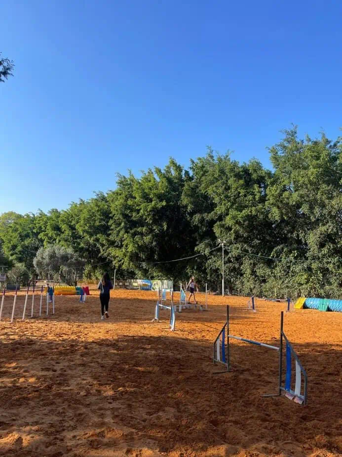 "בית ארז הום פט" – פנסיון לכלבים במשמר השבעה. צילום יח"צ