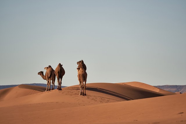 ביי פוסט צילום: pixabaymorocco