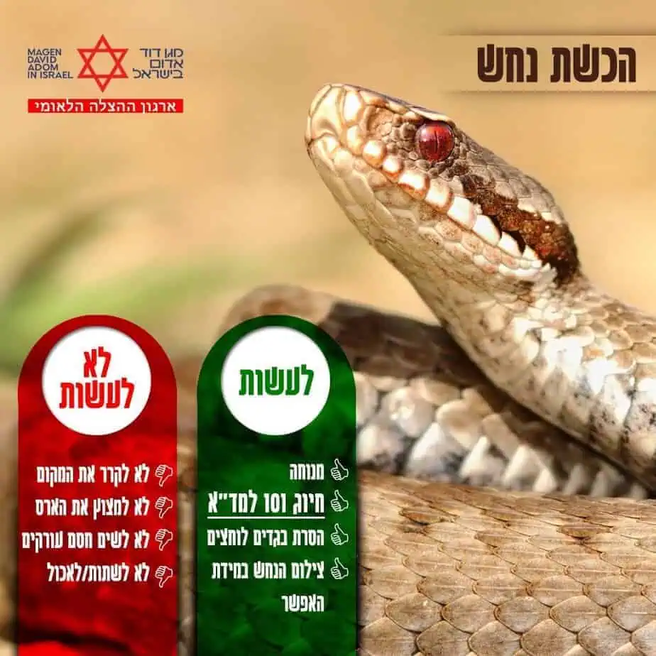 הכשת נחש. צילום באדיבות מד"א