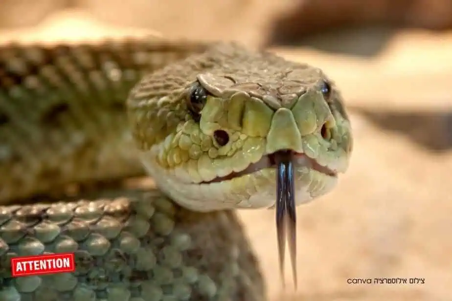 עונת הנחשים. צילום אילוסטרציה canva