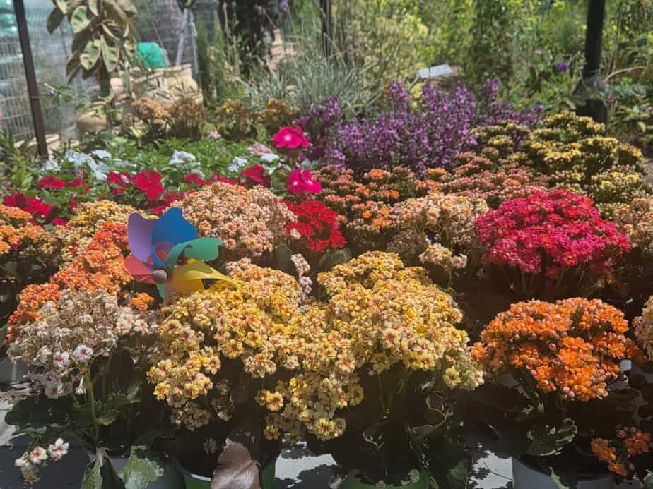 פרחי קיץ ורב שנתיים תמונה באדיבות משתלת קקטוס