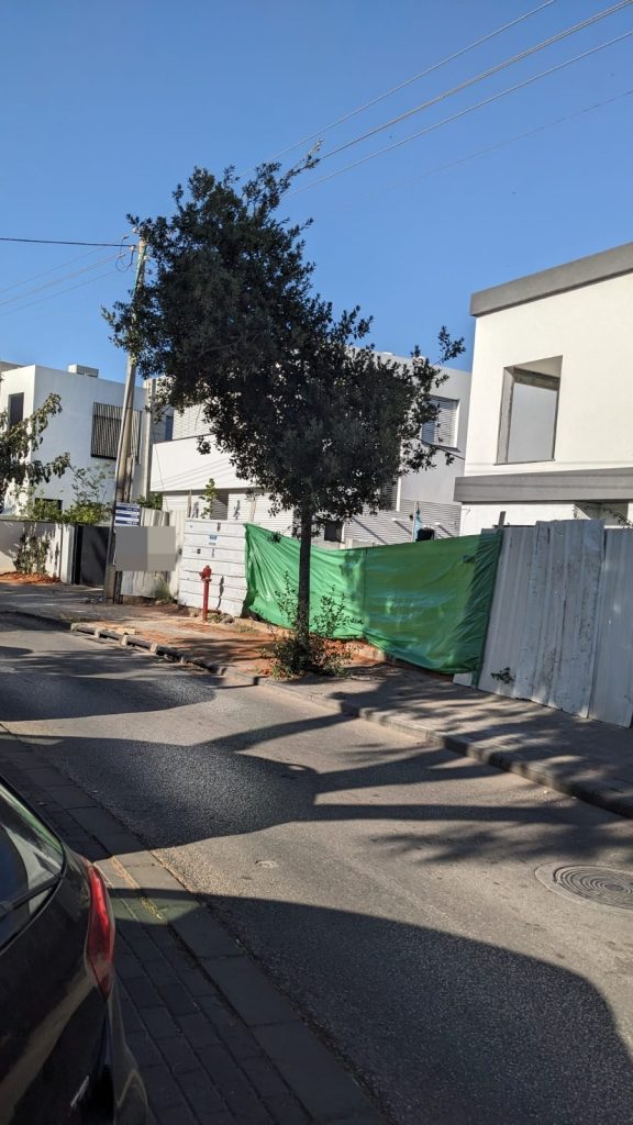 העץ המיועד לכריתה בגני תקווה. צילום: חיים