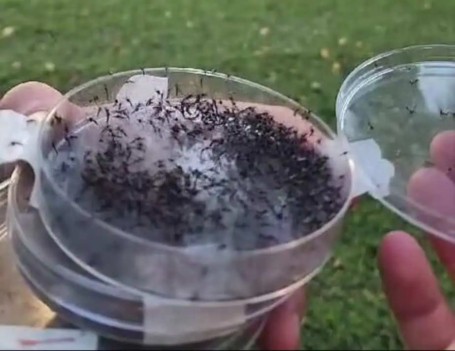 פיזור יתושים זכרים עקרים. צילום: דוברות עיריית גני תקווה