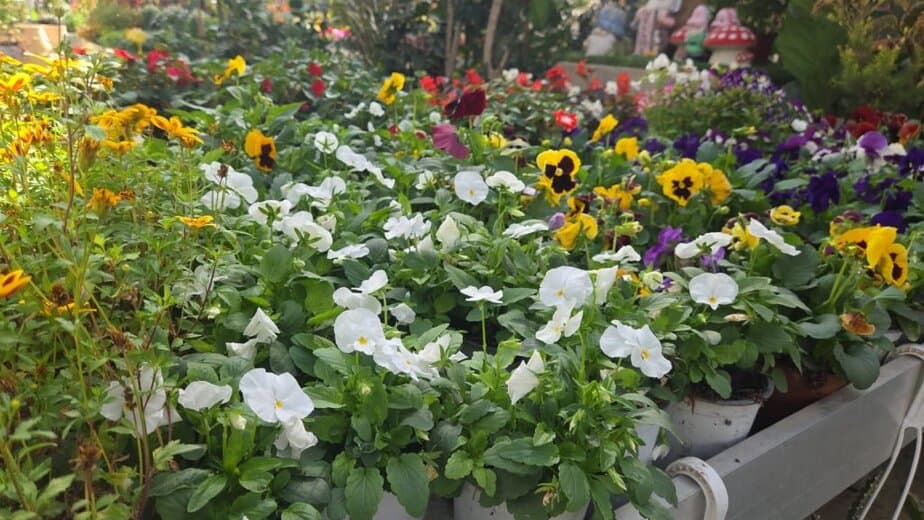 באדיבות משתלת קקטוס סביון