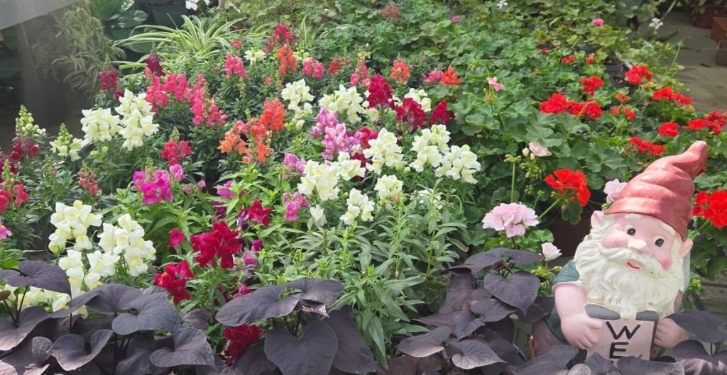 באדיבות משתלת קקטוס סביון