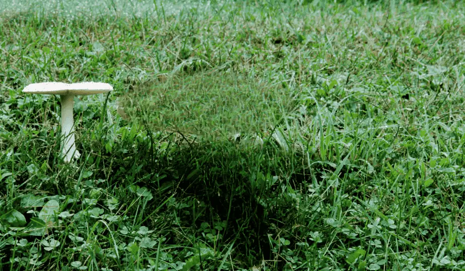 פטריה במדשאה. צילום אילוסטרציה canva