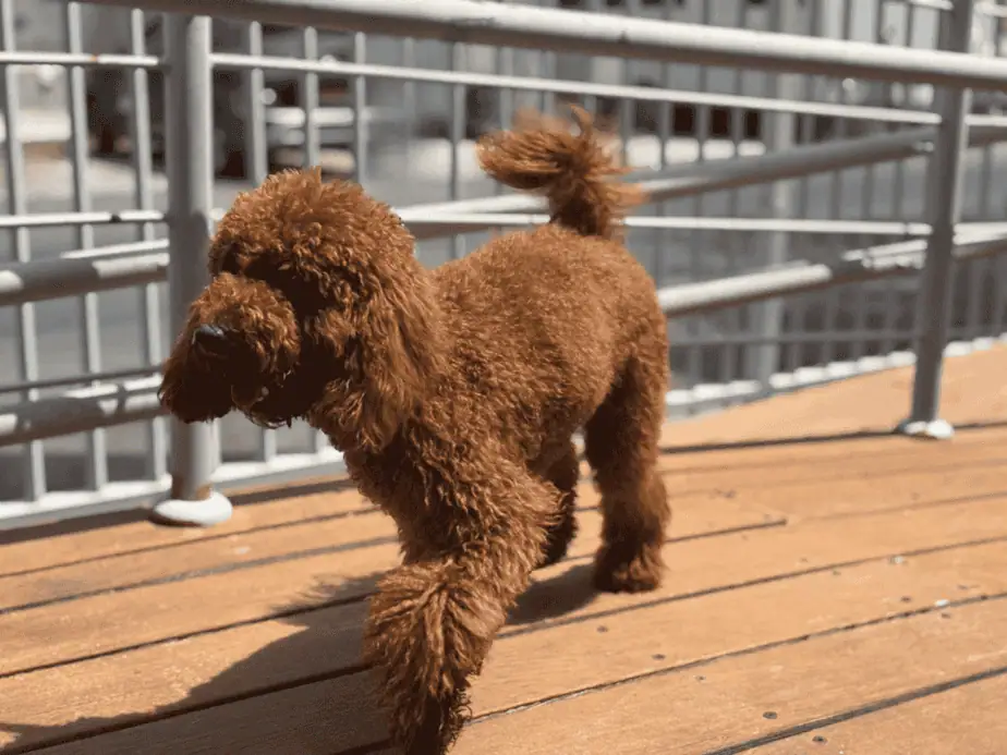 הכלב שנפגע באור יהודה. צילום: דוברות המשטרה