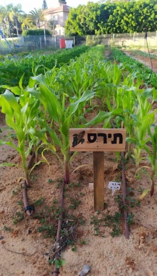 החווה החקלאית בגני תקווה. צילום: באדיבות החווה החקלאית