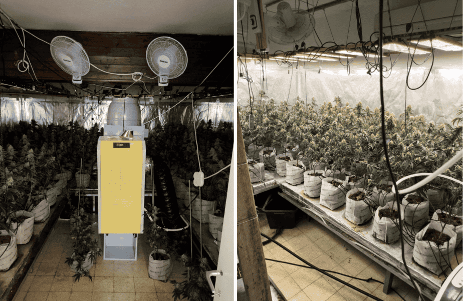 השתילים שנתפסו בדירה בגבעת שמואל. צילום: דוברות המשטרה