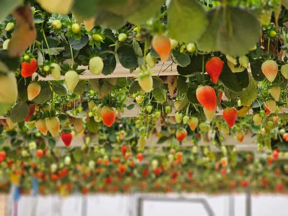 החווה החקלאית בגני תקווה. צילום: דוברות עיריית גני תקווה