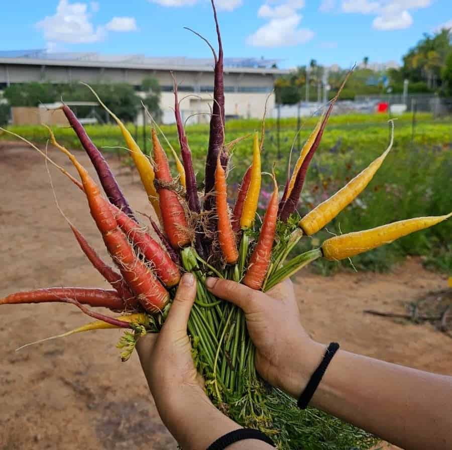 החווה החקלאית בגני תקווה. צילום: דוברות עיריית גני תקווה