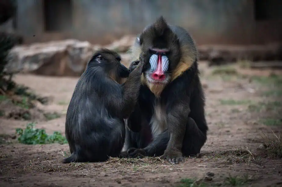 ספארי רמת גן. צילום: ים סיטון