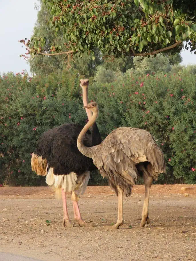 ספארי רמת גן. צילום: ים סיטון