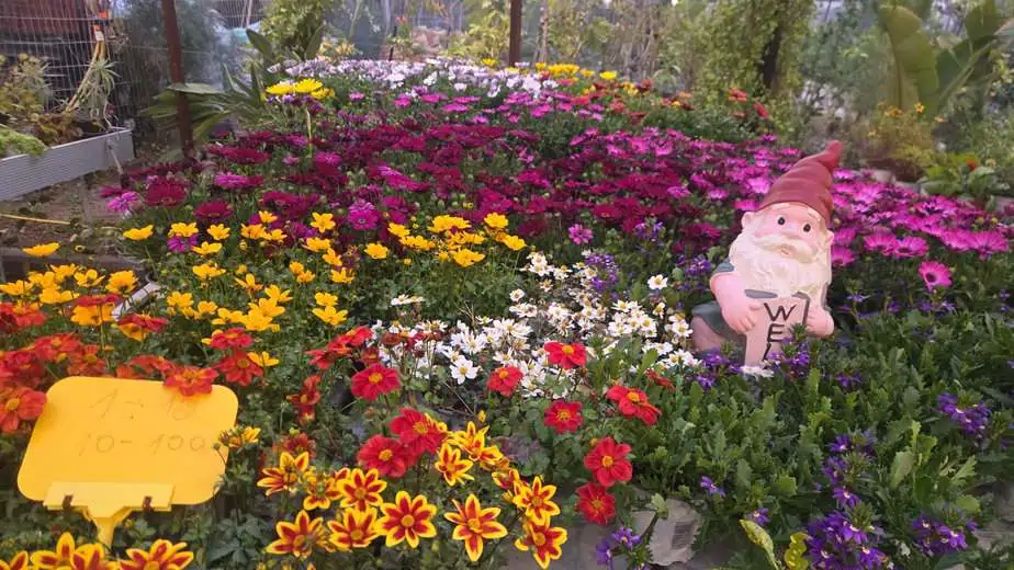 פרחי עונה ורב שנתי במשתלת קקטוס סביון