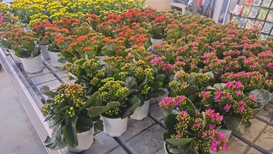 פרחי עונה ורב שנתי במשתלת קקטוס סביון