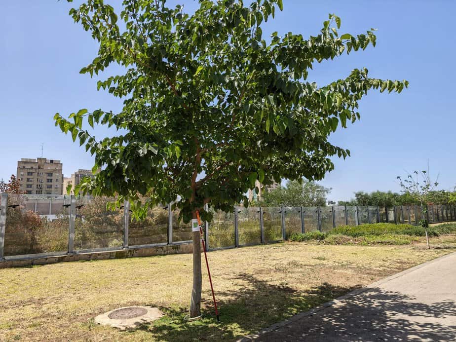 עץ תותים בפארק דרום גבעת שמואל. צילום: עיריית גבעת שמואל