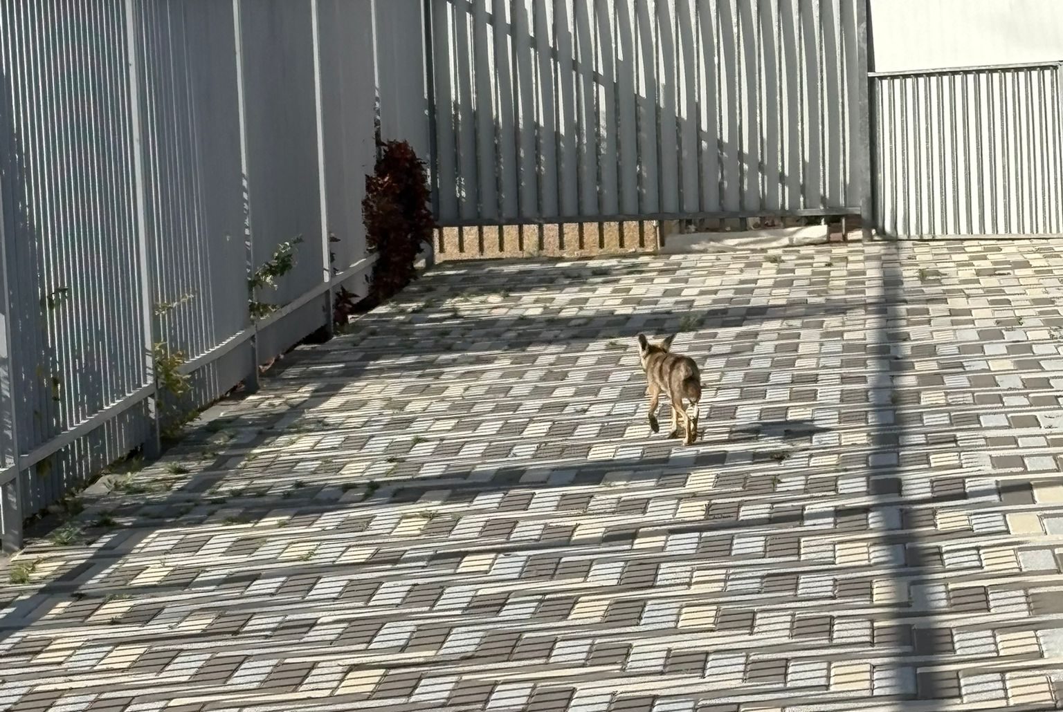 תן מסתובב בשטח בית ספר אורות חב"ד אור יהודה. צילום פרטי