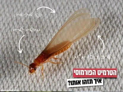 הטרמיט הפורמוסי. באדיבות המשרד להגנת הסביבה
