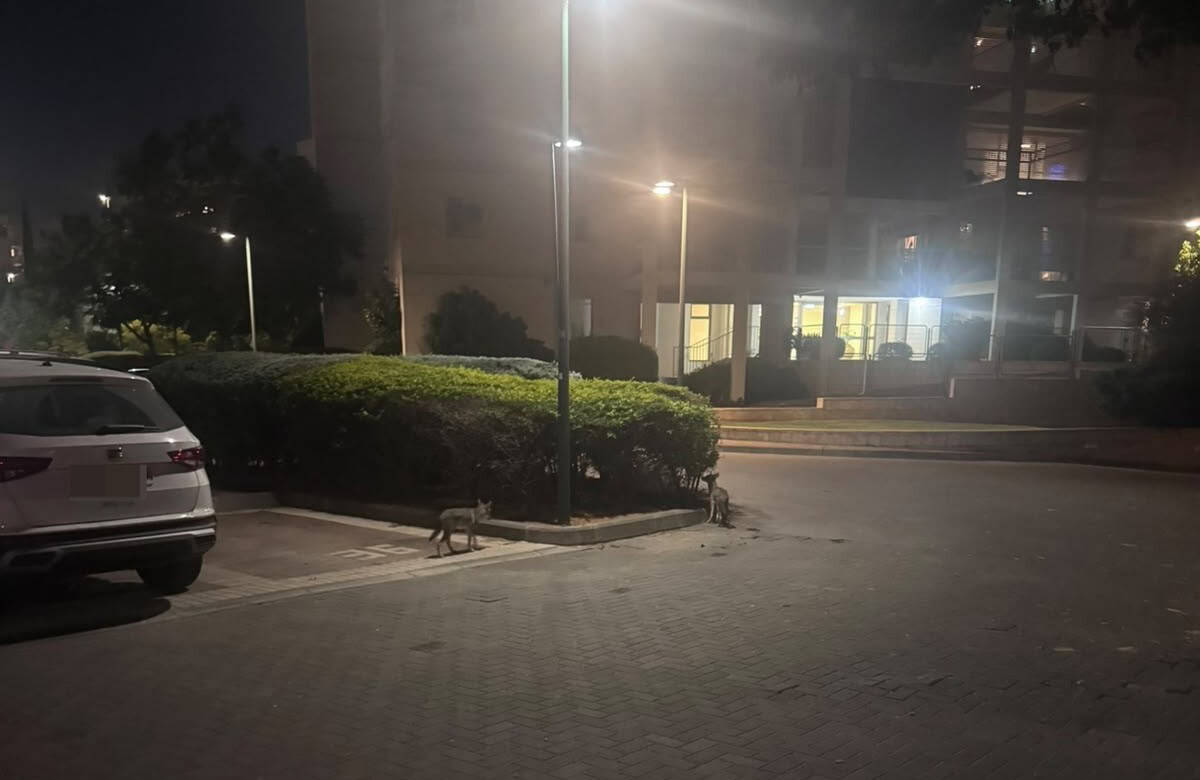 תנים בקריית אונו