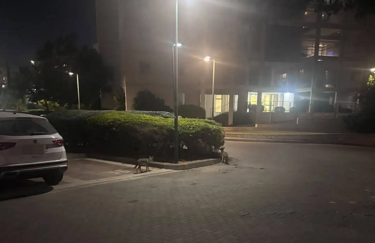 תנים בקריית אונו