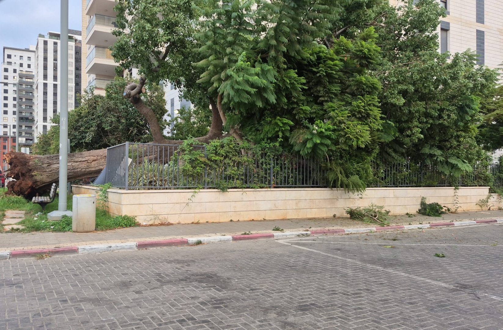 העץ שקרס בגני תקווה. צילום פרטי